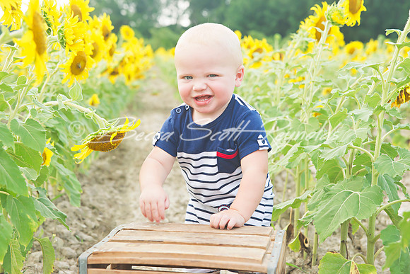 williams sunflowers - 07