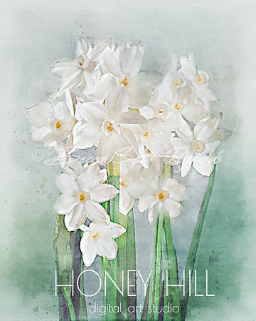 Narcissus/Paperwhite December Birth Month Flower
