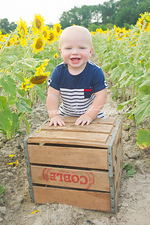 williams sunflowers - 12