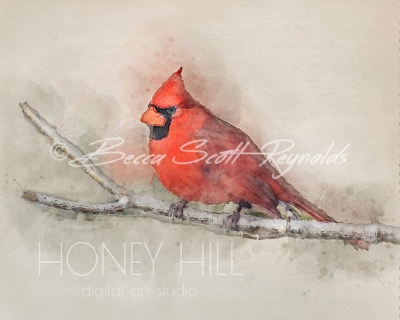 Cardinal on branch