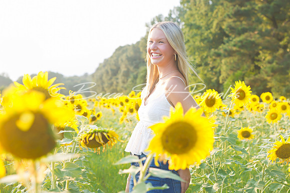 peters sunflowers - 02