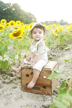 jani sunflowers - 15