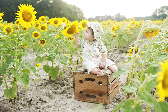 jani sunflowers - 10