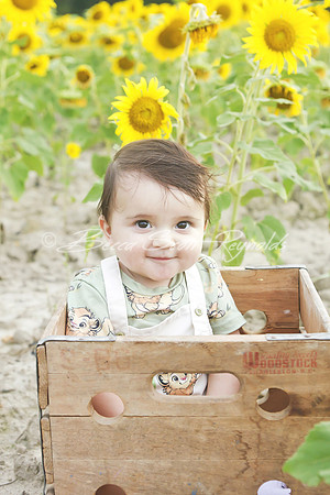 jani sunflowers - 02