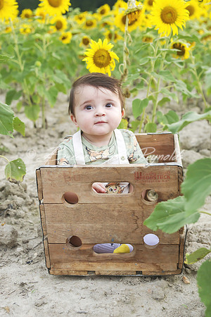 jani sunflowers - 03