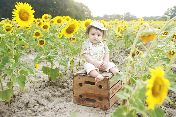 jani sunflowers - 09