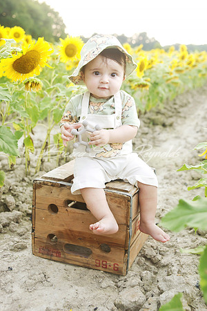 jani sunflowers - 11