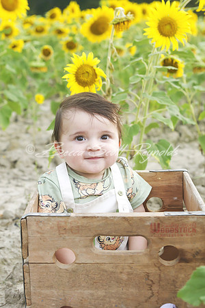 jani sunflowers - 01