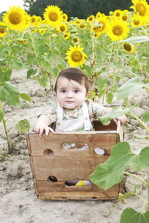jani sunflowers - 05