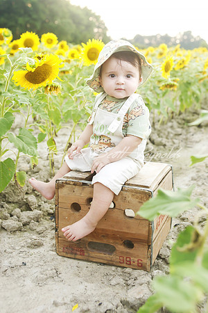 jani sunflowers - 14