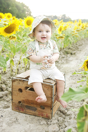 jani sunflowers - 12