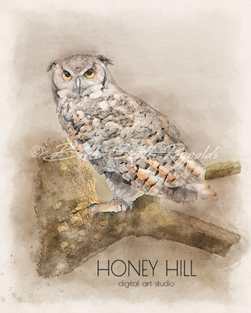 Horned Owl