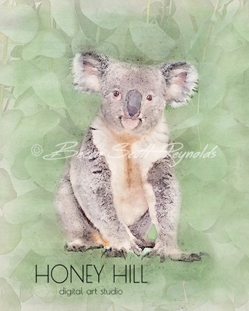 Koala