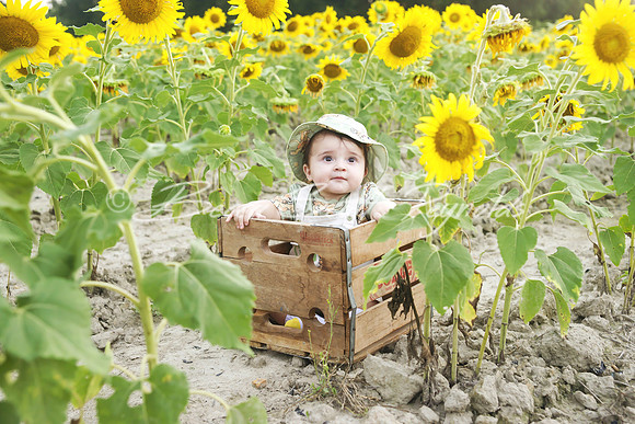 jani sunflowers - 06