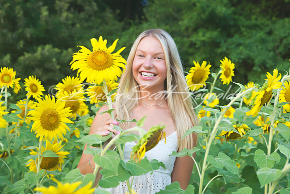 peters sunflowers - 13