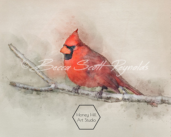 Cardinal-State Bird
