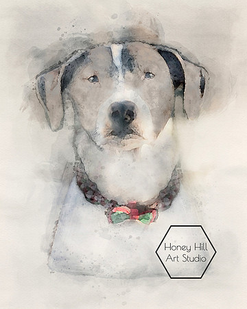Pet Portraits by Honey Hill Art Studio