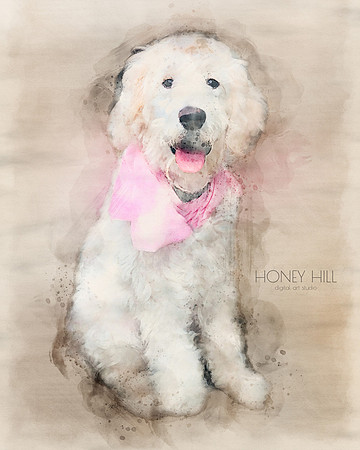 Pet portraits
