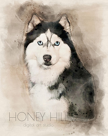 Pet portraits
