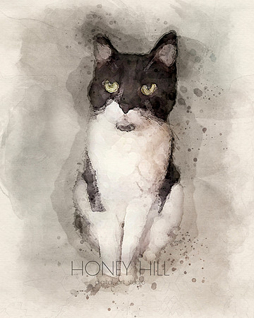 Pet portraits