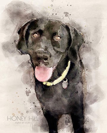 Pet portraits