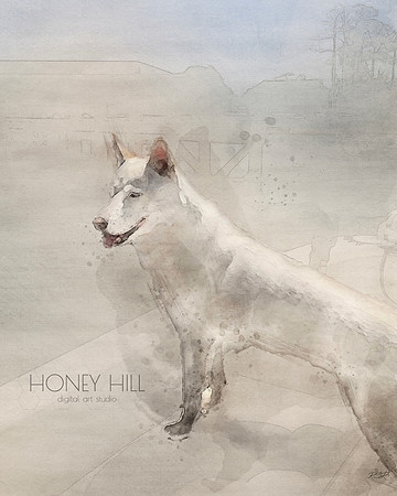 Pet portraits