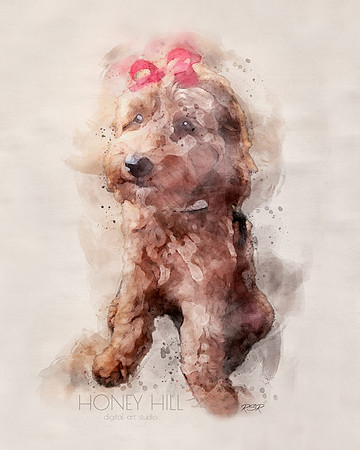 Pet portraits