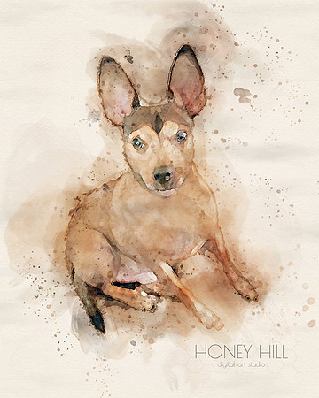 Pet portraits