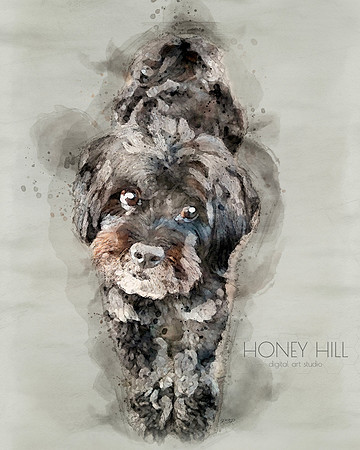 Pet portraits