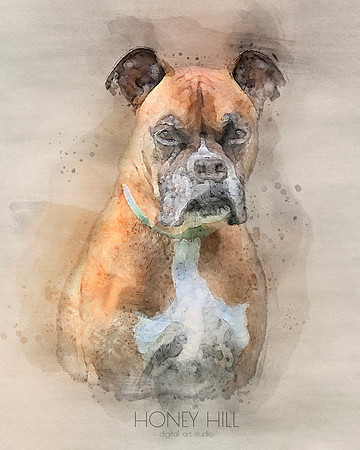Pet portraits