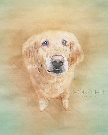 Pet portraits