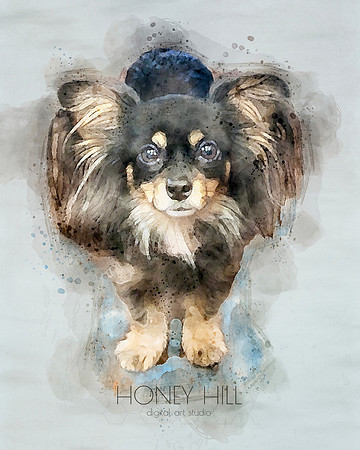 Pet portraits