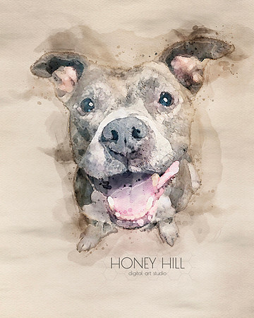 Pet portraits