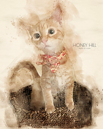 Pet portraits