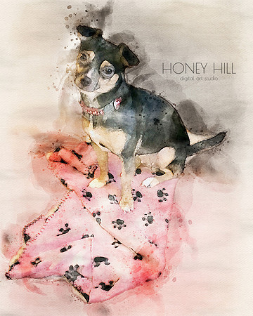 Pet portraits