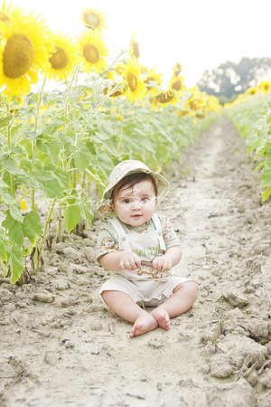 jani sunflowers - 16