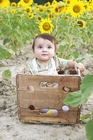 jani sunflowers - 04