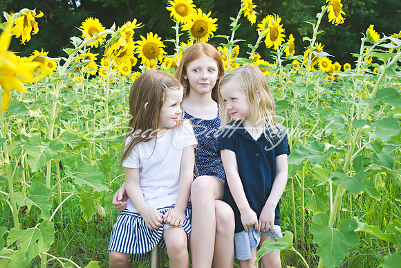 fein sunflowers - 11