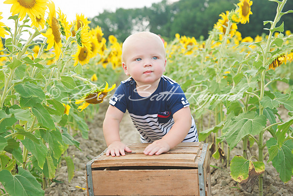 williams sunflowers - 08