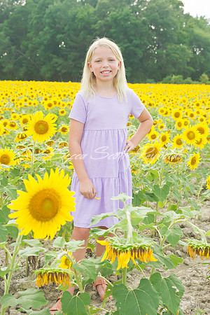 williams sunflowers - 15