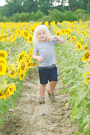 williams sunflowers - 09