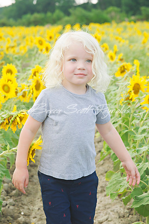 williams sunflowers - 10