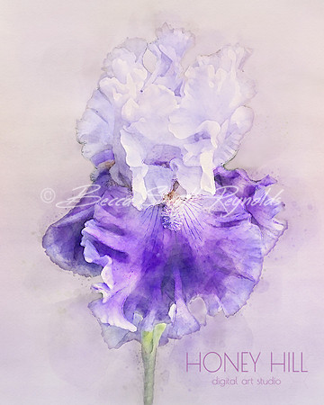 Light Purple Iris