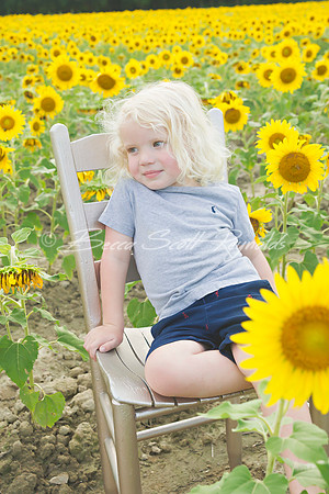 williams sunflowers - 14