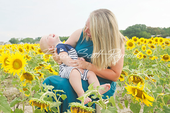 williams sunflowers - 21