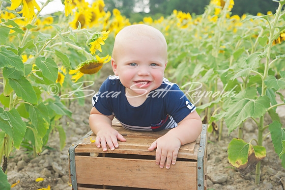 williams sunflowers - 13