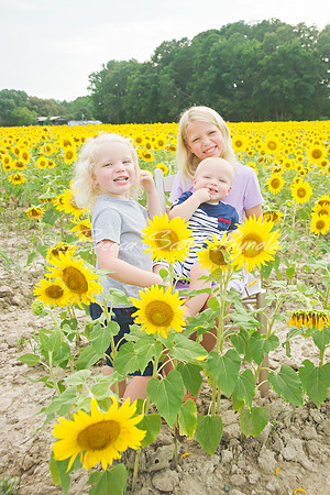 williams sunflowers - 19