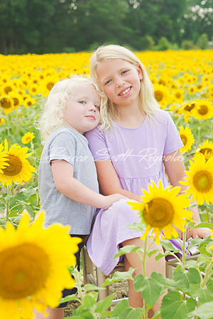 williams sunflowers - 17