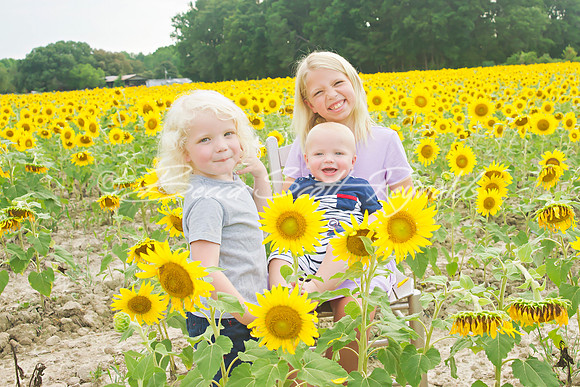 williams sunflowers - 18