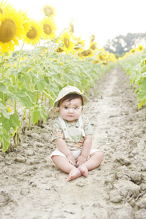 jani sunflowers - 17